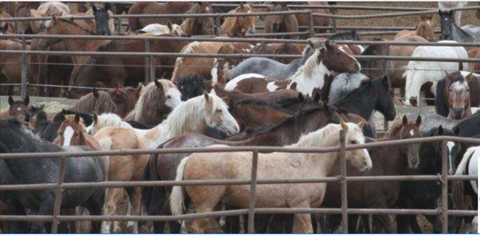 For Horse Lovers Everywhere: The Truth About Horse Slaughter – Kisatchie  Wild Horse Preservation