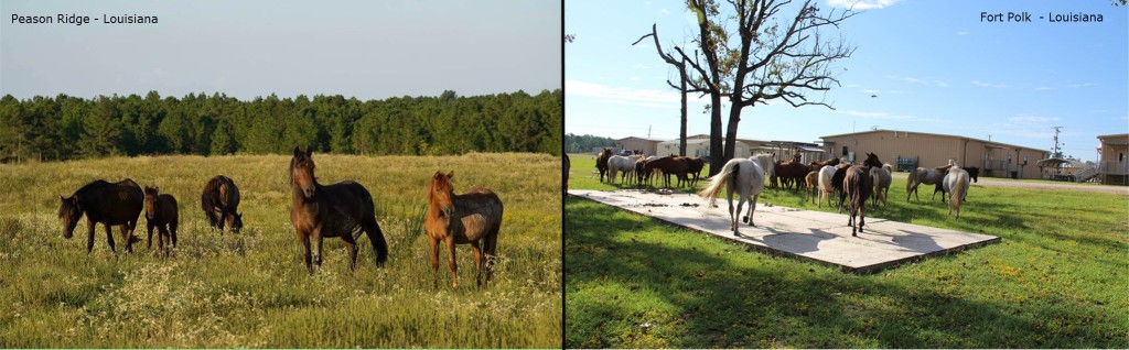 Press Release: The US Army is proceeding with the removal of wild horses from Louisiana’s ranges and piney forests.