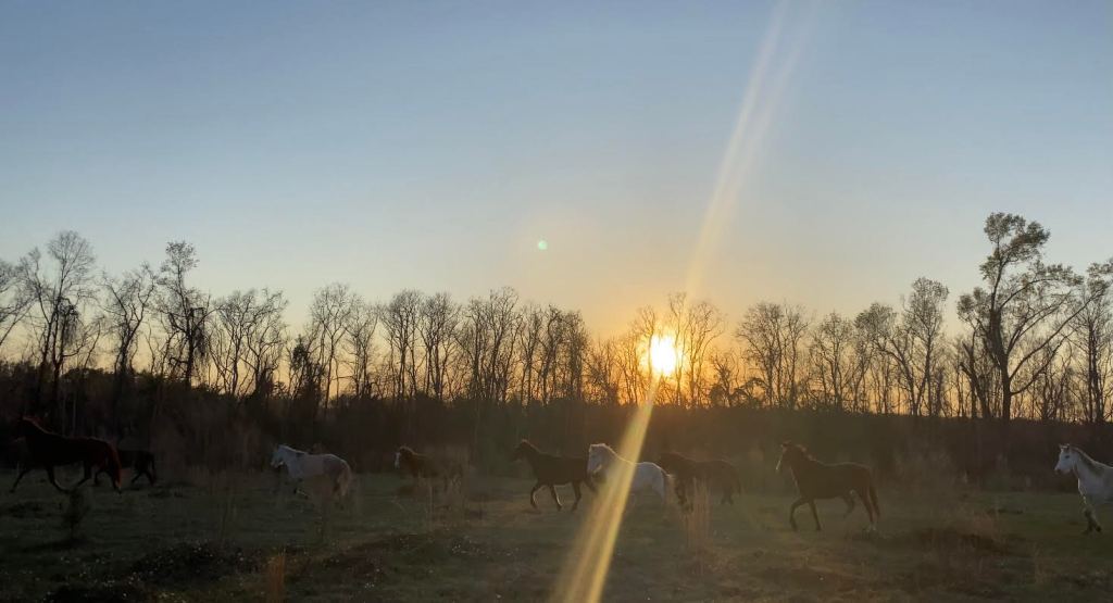 February 2023 – Fort Polk Horses Update