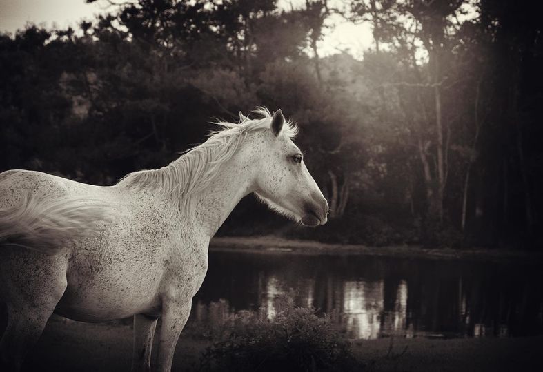 "On a steamy summer evening, the horses ramble around, spending a few moments of time with us before wandering off into the lush, overgrown landscape. Once free to run amongst the dense pine forests of the Kisatchie National Forest in Louisiana, they now live on beautiful sanctuary acres. Like many other wild horses, they were considered trespassers in their own natural habitat and rounded up with no concern of their future. One woman, with deep rooted history to these parts, took on the challenge to fight for the horses rights. After sadly losing the fight to keep the horses free, she has provided sanctuary to many of them and works to preserve the history and genetics of these rare horses. She and these horses may hold the clue to re-evaluating the notion that all of our wild horses are feral and unwanted trespassers. The answer may lie with these Louisiana wild horses, some of the real American native horses." - Kisa Kavass
